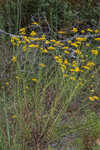 Coastal plain honeycombhead